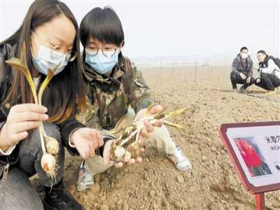 郁金香种球实现本地生产