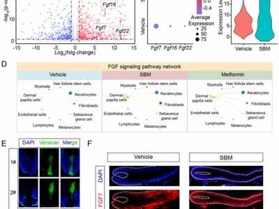 SIPIMO Essence Activates the FGF Pathway in Dermal Papilla C