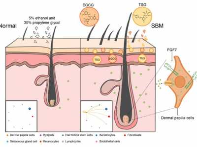 SIPIMO Essence Activates the FGF Pathway in Dermal Papilla C