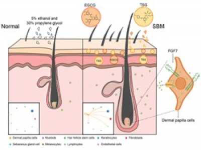 SIPIMO Essence Activates the FGF Pathway in Dermal Papilla C