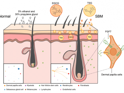 SIPIMO Essence Activates the FGF Pathway  in Dermal Papilla 